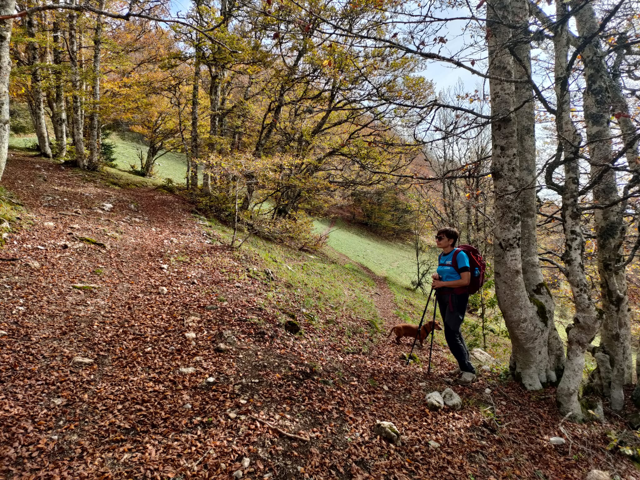 Bosco della Costara